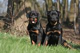 ROTTWEILER 500